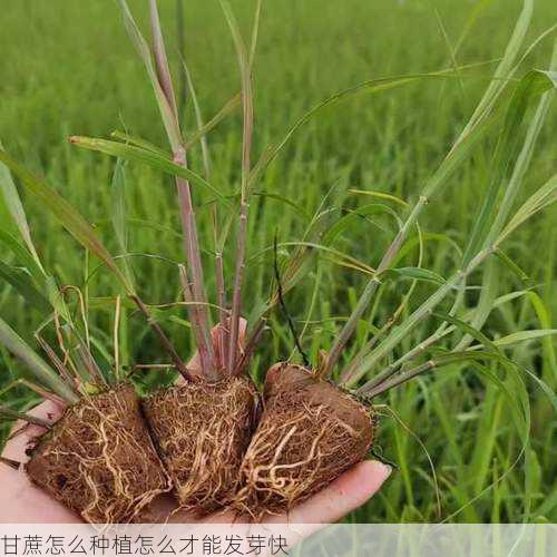 甘蔗怎么种植怎么才能发芽快第1张-蔬菜基地绿色种植产业带