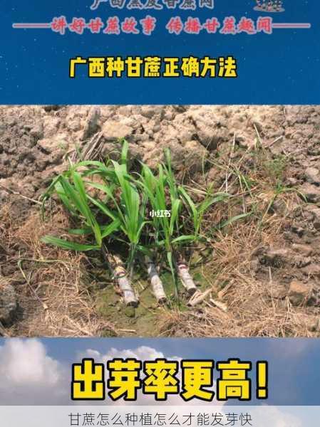 甘蔗怎么种植怎么才能发芽快第2张-蔬菜基地绿色种植产业带