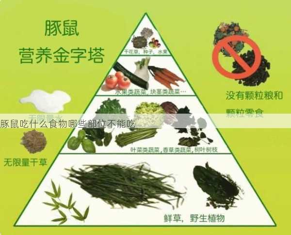 豚鼠吃什么食物哪些部位不能吃第2张-蔬菜基地绿色种植产业带