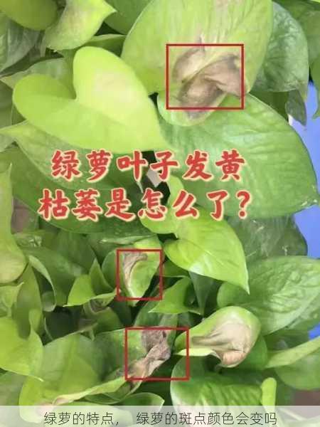 绿萝的特点，  绿萝的斑点颜色会变吗第1张-蔬菜基地绿色种植产业带