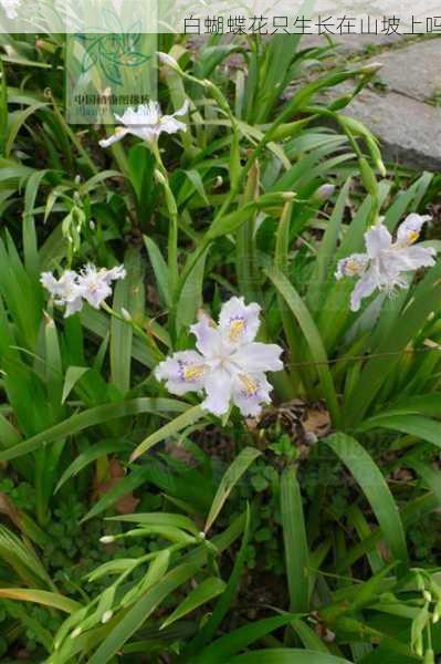 白蝴蝶花只生长在山坡上吗第2张-蔬菜基地绿色种植产业带