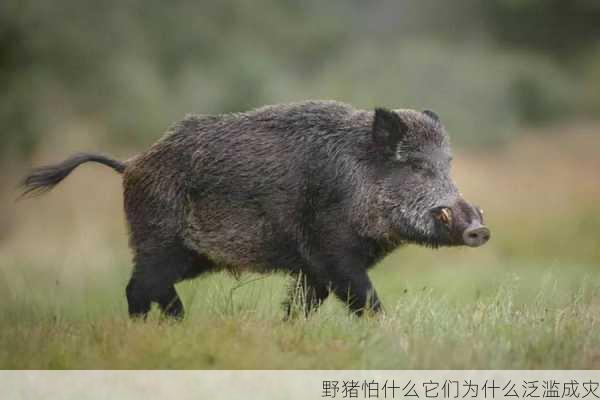 野猪怕什么它们为什么泛滥成灾第1张-蔬菜基地绿色种植产业带