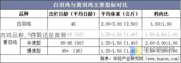 肉鸡品种，白羽还是黄羽第2张-蔬菜基地绿色种植产业带