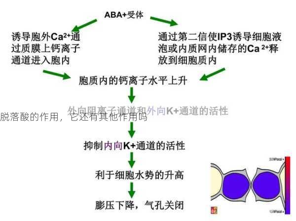 脱落酸的作用，它还有其他作用吗第2张-蔬菜基地绿色种植产业带