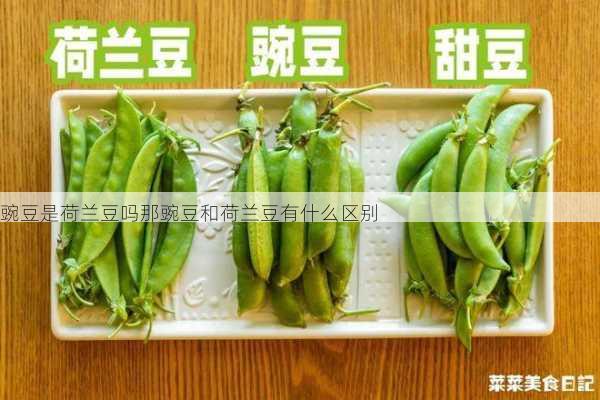 豌豆是荷兰豆吗那豌豆和荷兰豆有什么区别第1张-蔬菜基地绿色种植产业带