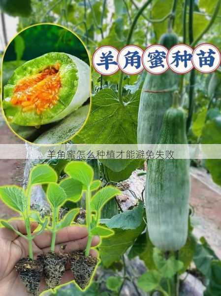 羊角蜜怎么种植才能避免失败第2张-蔬菜基地绿色种植产业带