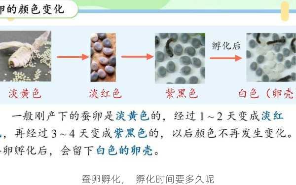 蚕卵孵化，  孵化时间要多久呢第1张-蔬菜基地绿色种植产业带