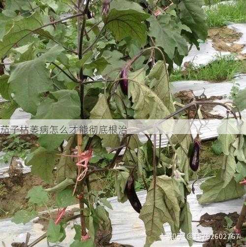 茄子枯萎病怎么才能彻底根治第2张-蔬菜基地绿色种植产业带