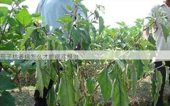 茄子枯萎病怎么才能彻底根治第1张-蔬菜基地绿色种植产业带