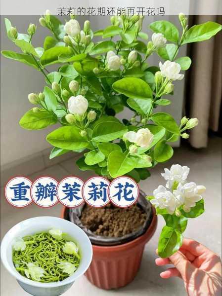 茉莉的花期还能再开花吗第1张-蔬菜基地绿色种植产业带