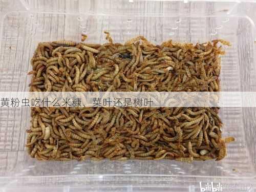 黄粉虫吃什么米糠、菜叶还是树叶第2张-蔬菜基地绿色种植产业带