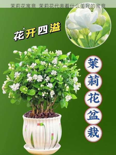 茉莉花寓意  茉莉花代表着什么美好的寓意第2张-蔬菜基地绿色种植产业带