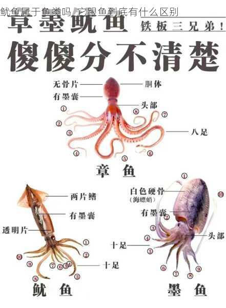 鱿鱼属于鱼类吗  它跟鱼到底有什么区别第1张-蔬菜基地绿色种植产业带