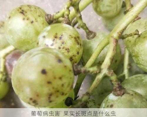 葡萄病虫害  果实长斑点是什么虫第1张-蔬菜基地绿色种植产业带