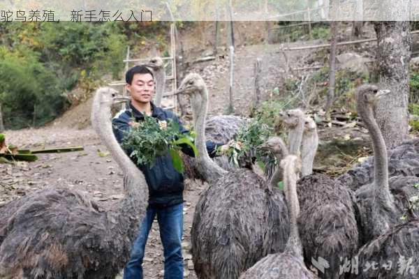 驼鸟养殖，新手怎么入门第1张-蔬菜基地绿色种植产业带