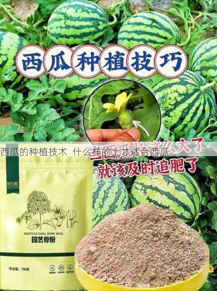 西瓜的种植技术  什么样的土才适合西瓜第1张-蔬菜基地绿色种植产业带