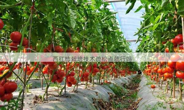 西红柿栽培技术疏松点就行吗第2张-蔬菜基地绿色种植产业带