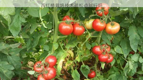 西红柿栽培技术疏松点就行吗第1张-蔬菜基地绿色种植产业带