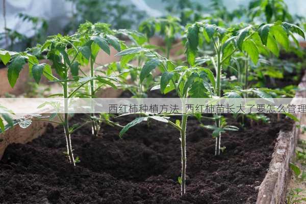 西红柿种植方法  西红柿苗长大了要怎么管理第2张-蔬菜基地绿色种植产业带