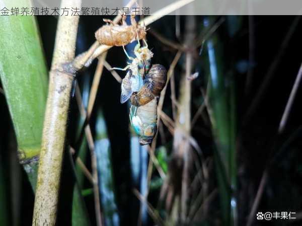 金蝉养殖技术方法繁殖快才是王道第1张-蔬菜基地绿色种植产业带