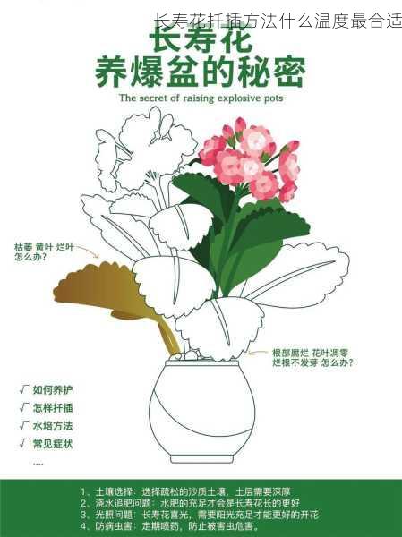 长寿花扦插方法什么温度最合适第2张-蔬菜基地绿色种植产业带