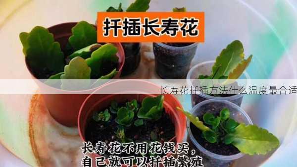 长寿花扦插方法什么温度最合适第1张-蔬菜基地绿色种植产业带