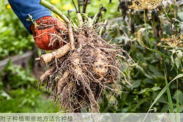 附子种植哪些地方适合种植第1张-蔬菜基地绿色种植产业带