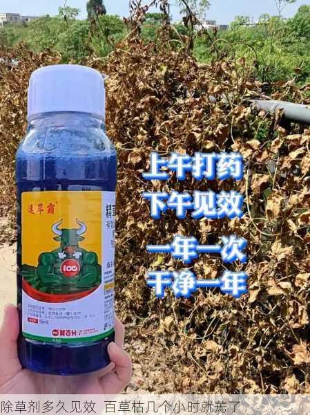 除草剂多久见效  百草枯几个小时就蔫了第2张-蔬菜基地绿色种植产业带