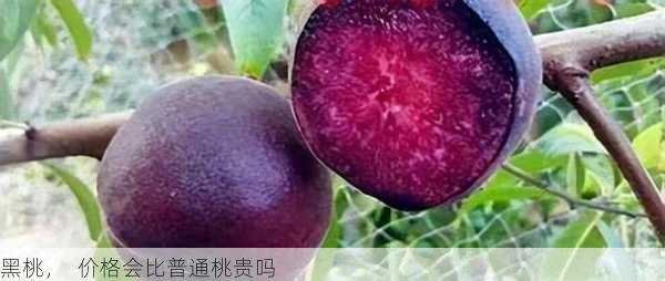 黑桃，  价格会比普通桃贵吗第1张-蔬菜基地绿色种植产业带