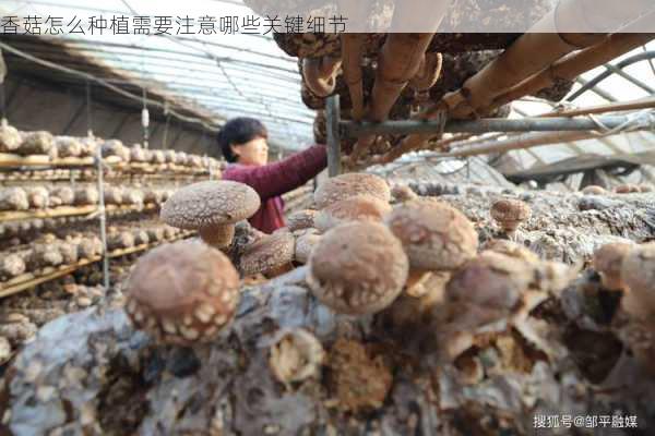 香菇怎么种植需要注意哪些关键细节第1张-蔬菜基地绿色种植产业带