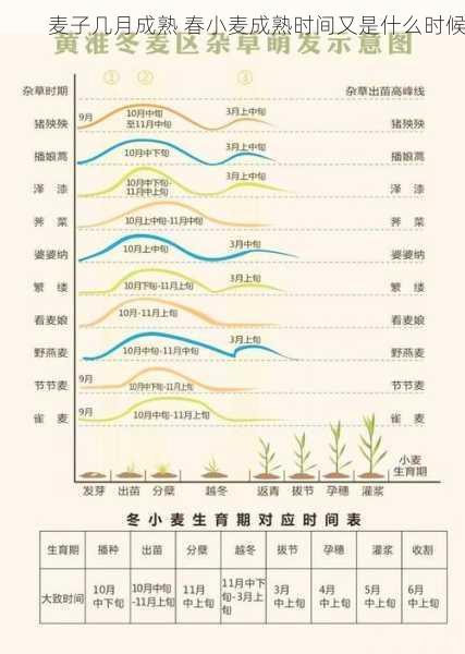 麦子几月成熟 春小麦成熟时间又是什么时候第1张-蔬菜基地绿色种植产业带