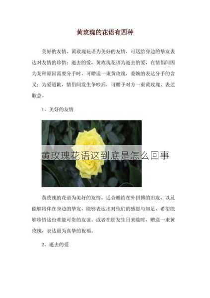 黄玫瑰花语这到底是怎么回事第1张-蔬菜基地绿色种植产业带